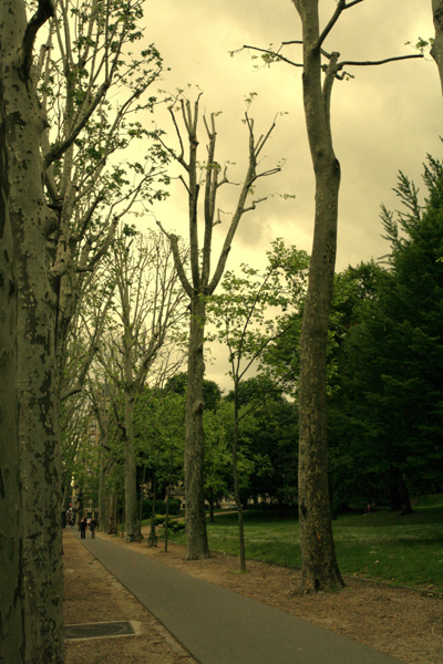طبيعيه اليابان Paris_trees.jpg